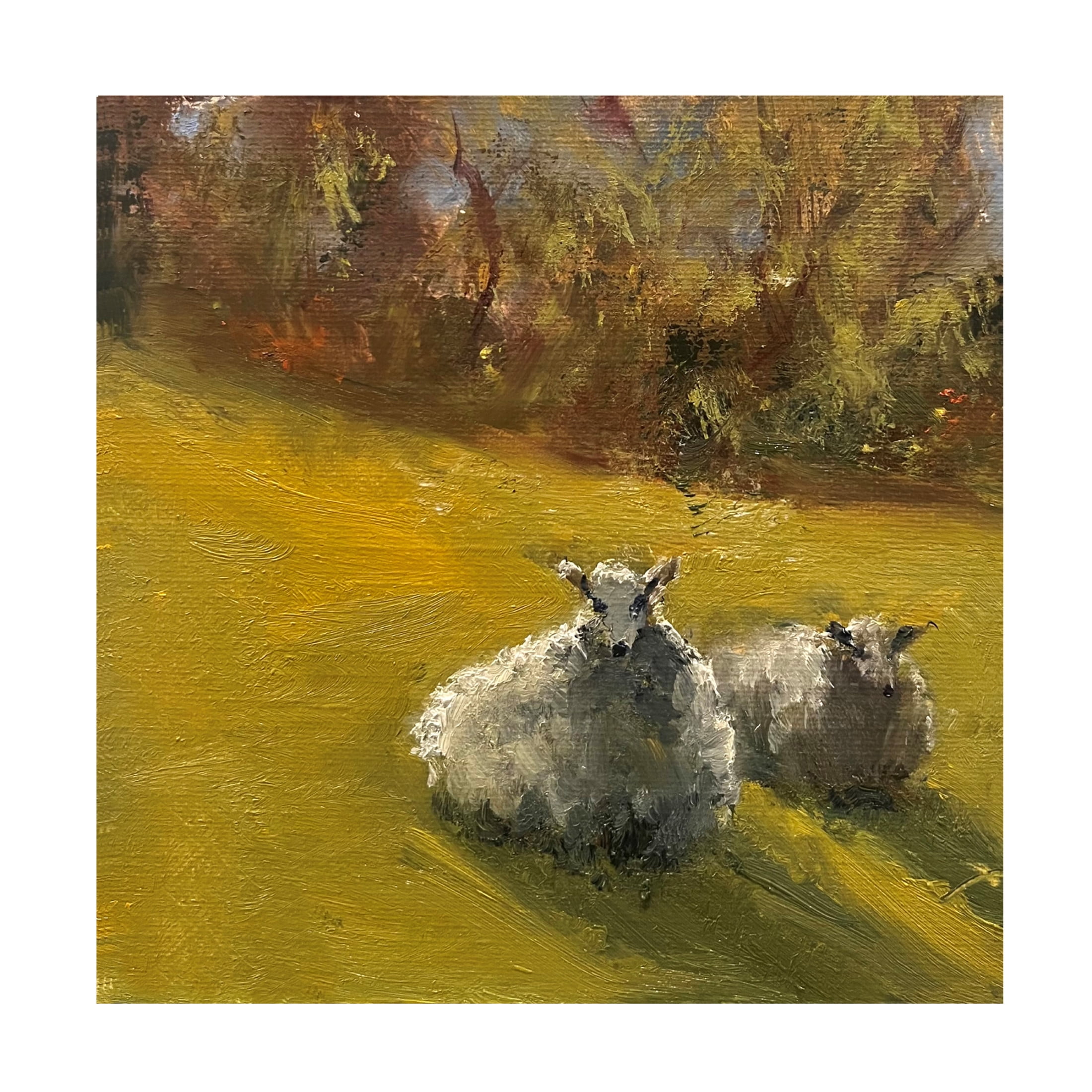 Trademark Fine Art Marilyn Wendling  Sheep in Field V Canvas Wall Art