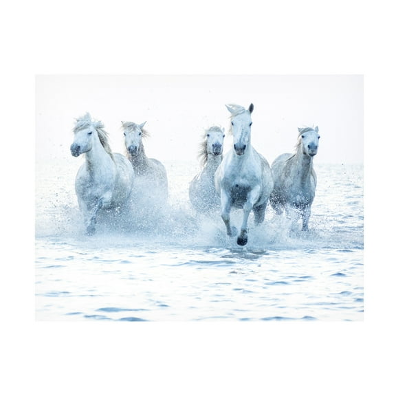Trademark Fine Art Marketa Zvelebil PhD Horses on the Run Canvas Wall Art