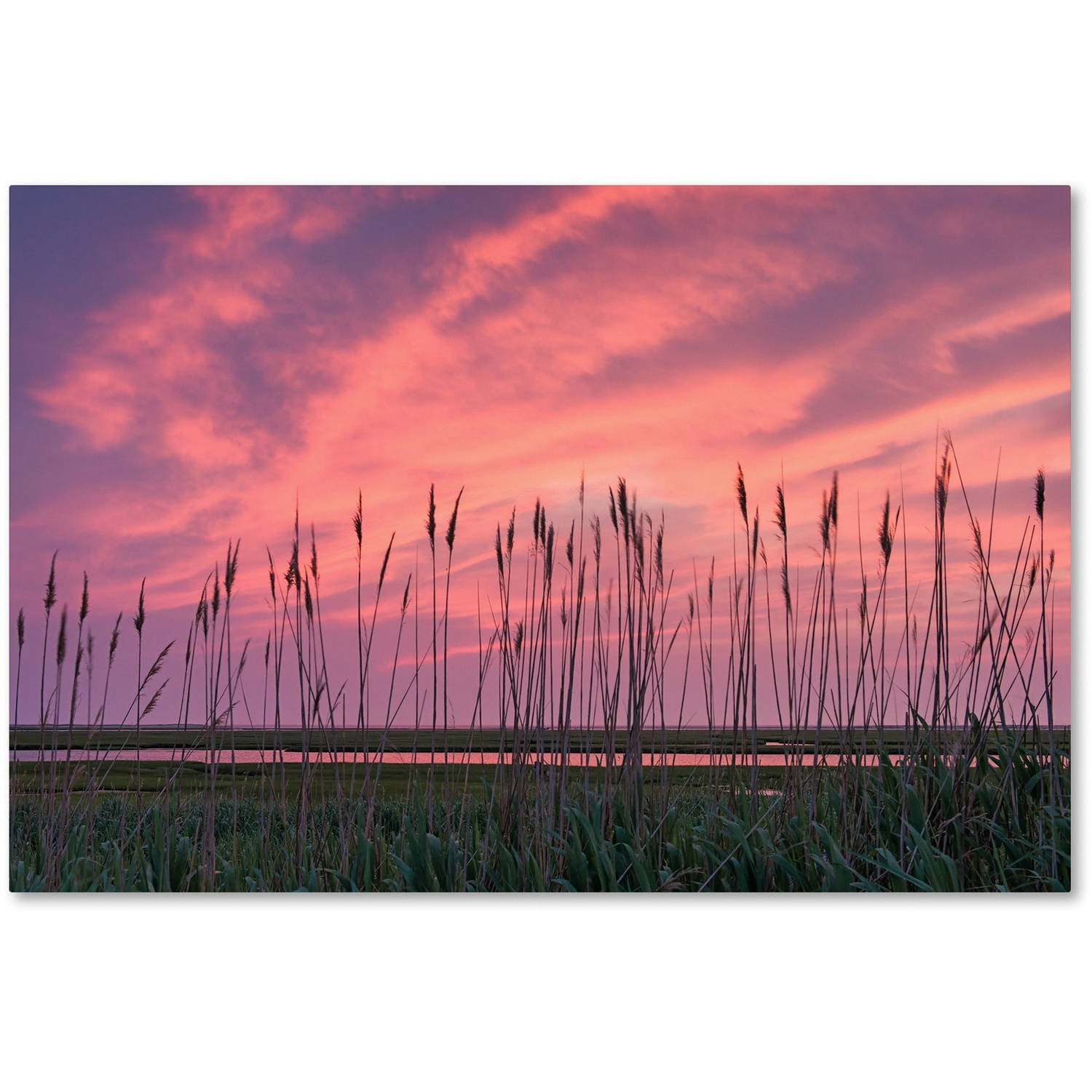Trademark Fine Art "Marsh Reeds" Canvas Art by Michael Blanchette Photography