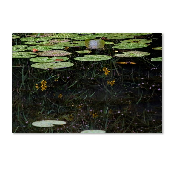 Trademark Fine Art "Marsh Reflections" Canvas Art by Kurt Shaffer