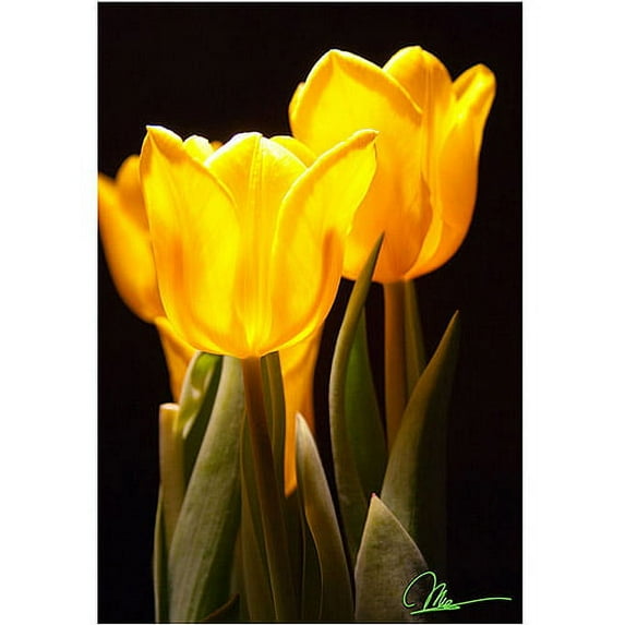 Trademark Fine Art Martha Guerra 'Yellow Tulips' Canvas Art 22x32 Inches