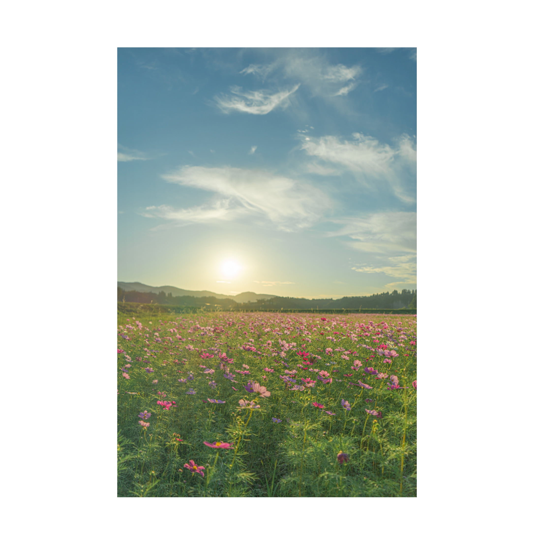 Trademark Fine Art Masahiro Yano Its Like A Dream Canvas Wall Art