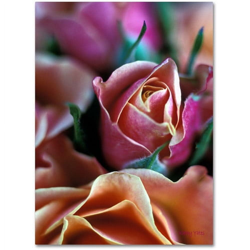 Trademark Fine Art "Mauve and Peach Roses" Canvas Art by Kathy Yates