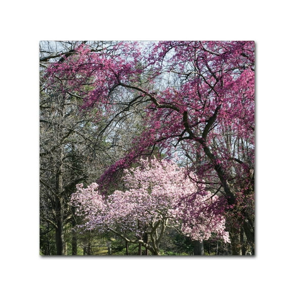 Trademark Fine Art 'Mauve and Pink Flowering Trees of Spring' Canvas Art by Kurt Shaffer