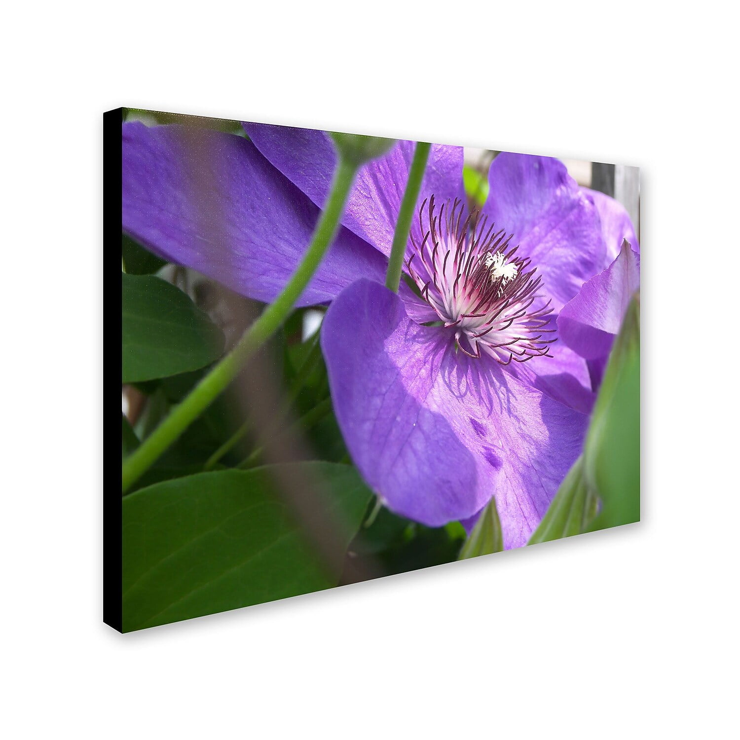 Trademark Fine Art "Meaningful Bliss" Canvas Art by Monica Fleet