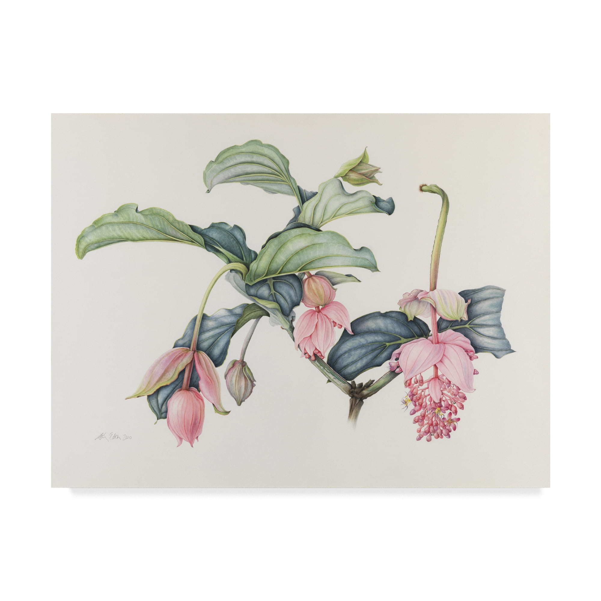 Trademark Fine Art 'Medinilla Magnifica' Canvas Art by Margaret Ann Eden