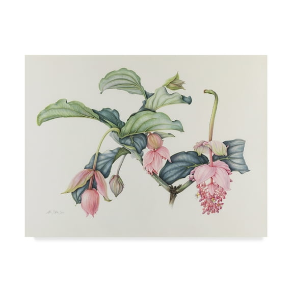 Trademark Fine Art 'Medinilla Magnifica' Canvas Art by Margaret Ann Eden