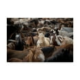 thumbnail image 1 of Trademark Fine Art 'Meeting Place Horses' Canvas Art by PHBurchett, 1 of 4