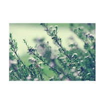 Trademark Fine Art "Memories of Summer" Canvas Art by Beata Czyzowska Young