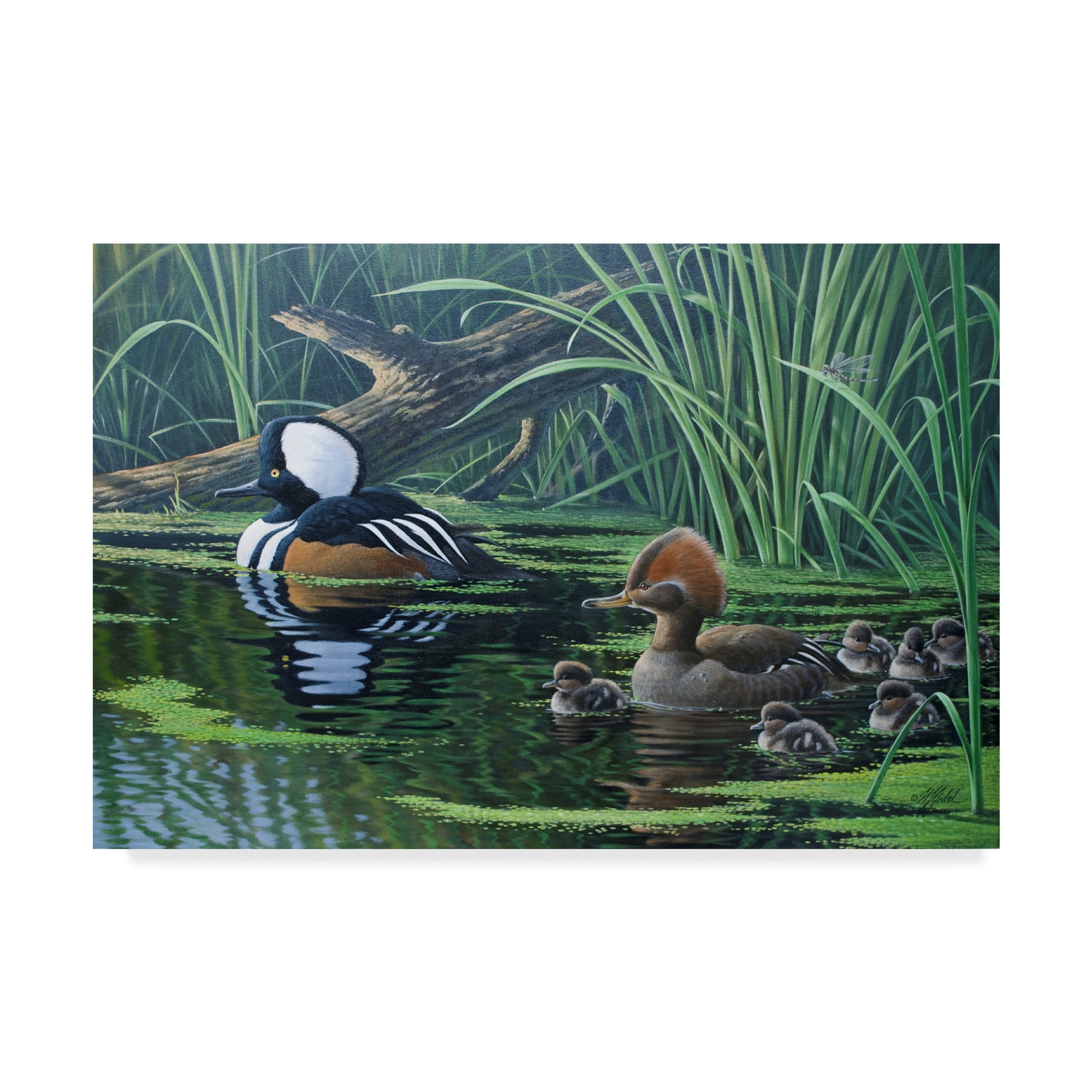 Trademark Fine Art 'Merganser' Canvas Art by Wilhelm Goebel