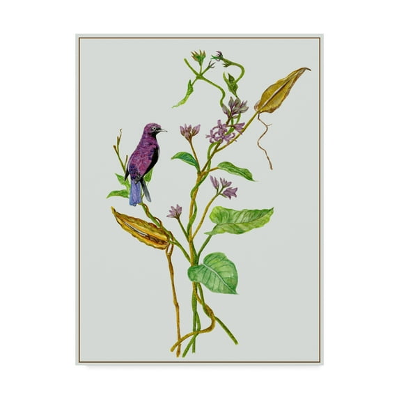 Trademark Fine Art 'Metaplexis Japonica I' Canvas Art by Melissa Wang