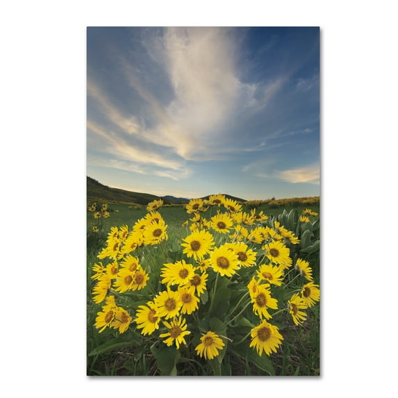 Trademark Fine Art 'Methow Valley Wildflowers II' Canvas Art by Alan Majchrowicz