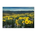 thumbnail image 1 of Trademark Fine Art 'Methow Valley Wildflowers IV' Canvas Art by Alan Majchrowicz, 1 of 3