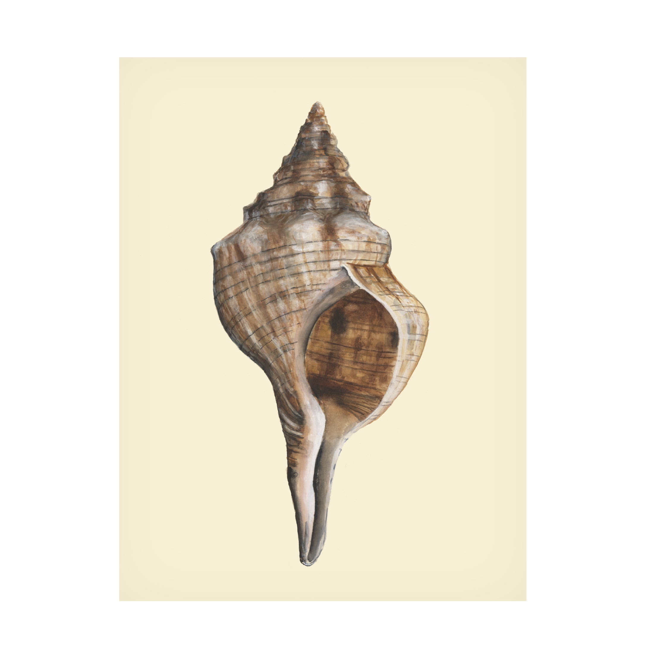 Trademark Fine Art Michael Willett  Neutral-Toned Seashells I Canvas Wall Art
