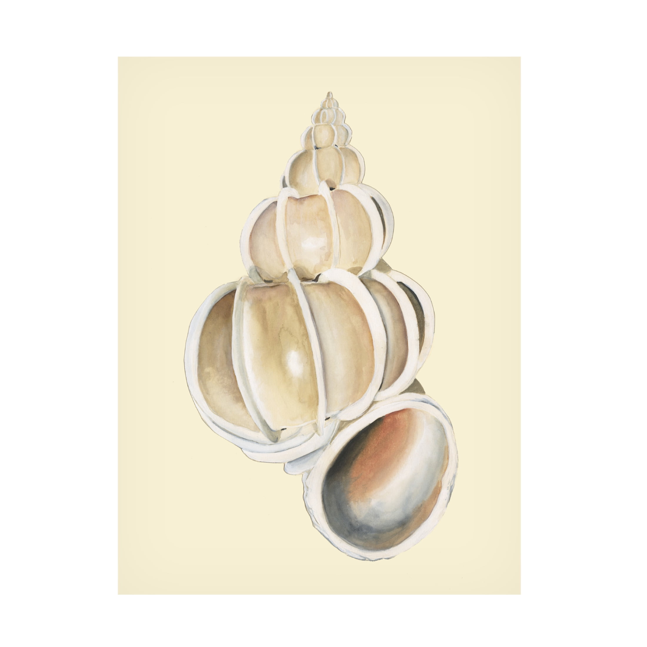 Trademark Fine Art Michael Willett  Neutral-Toned Seashells II Canvas Wall Art