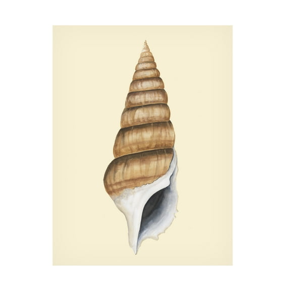 Trademark Fine Art Michael Willett Neutral-Toned Seashells III Canvas Wall Art