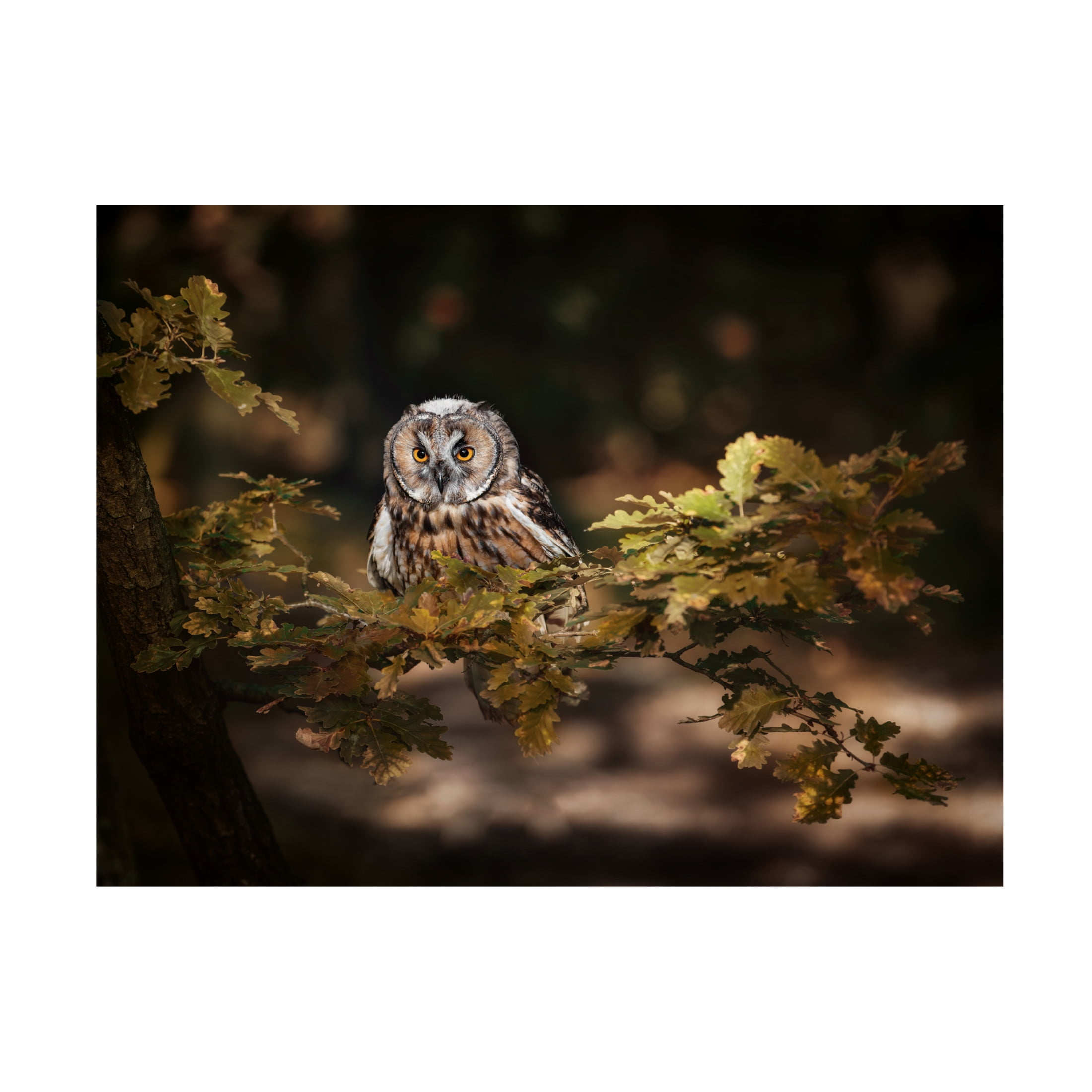 Trademark Fine Art Michaela Firesova Long Eared Owl Canvas Wall Art