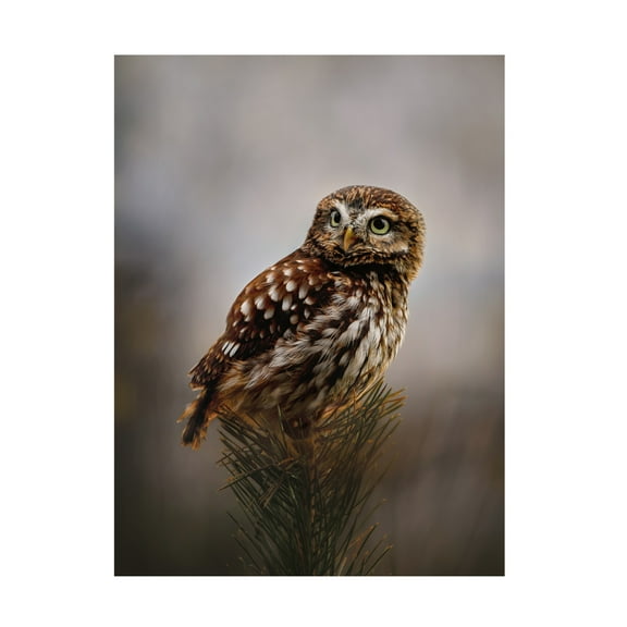 Trademark Fine Art Michaela Firesova Morning with owl Canvas Wall Art