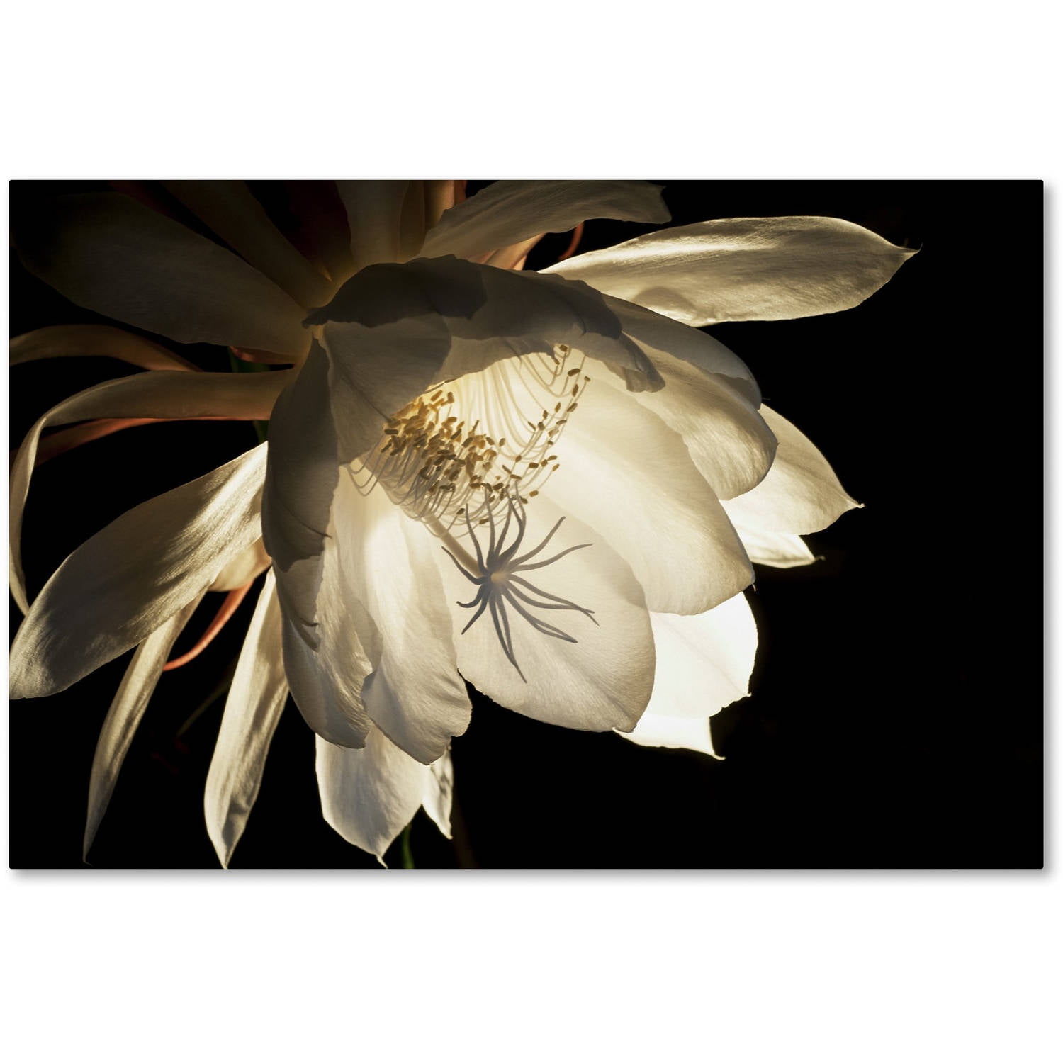 Trademark Fine Art "Midnight Portrait" Canvas Art by Kurt Shaffer