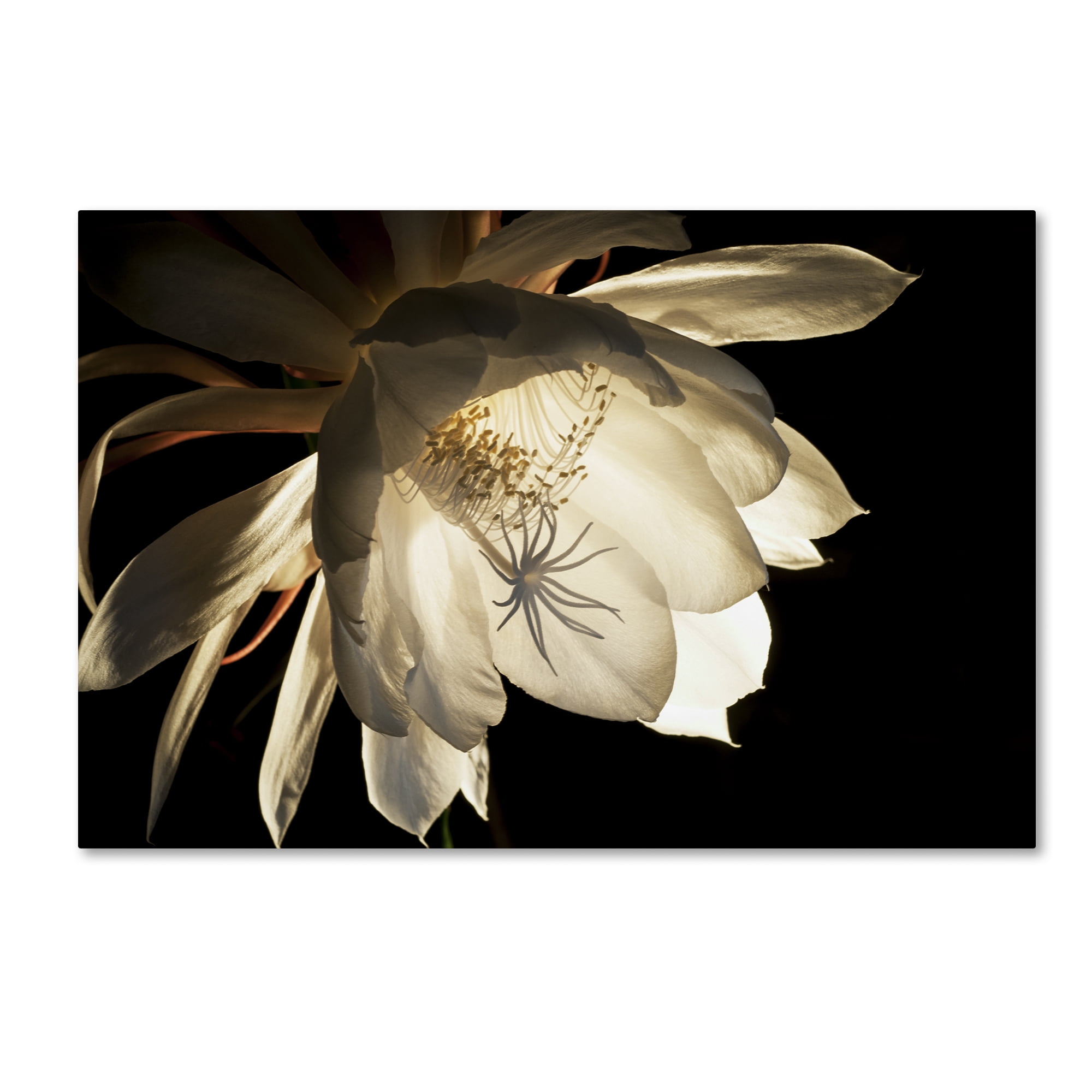 Trademark Fine Art "Midnight Portrait" Canvas Art by Kurt Shaffer