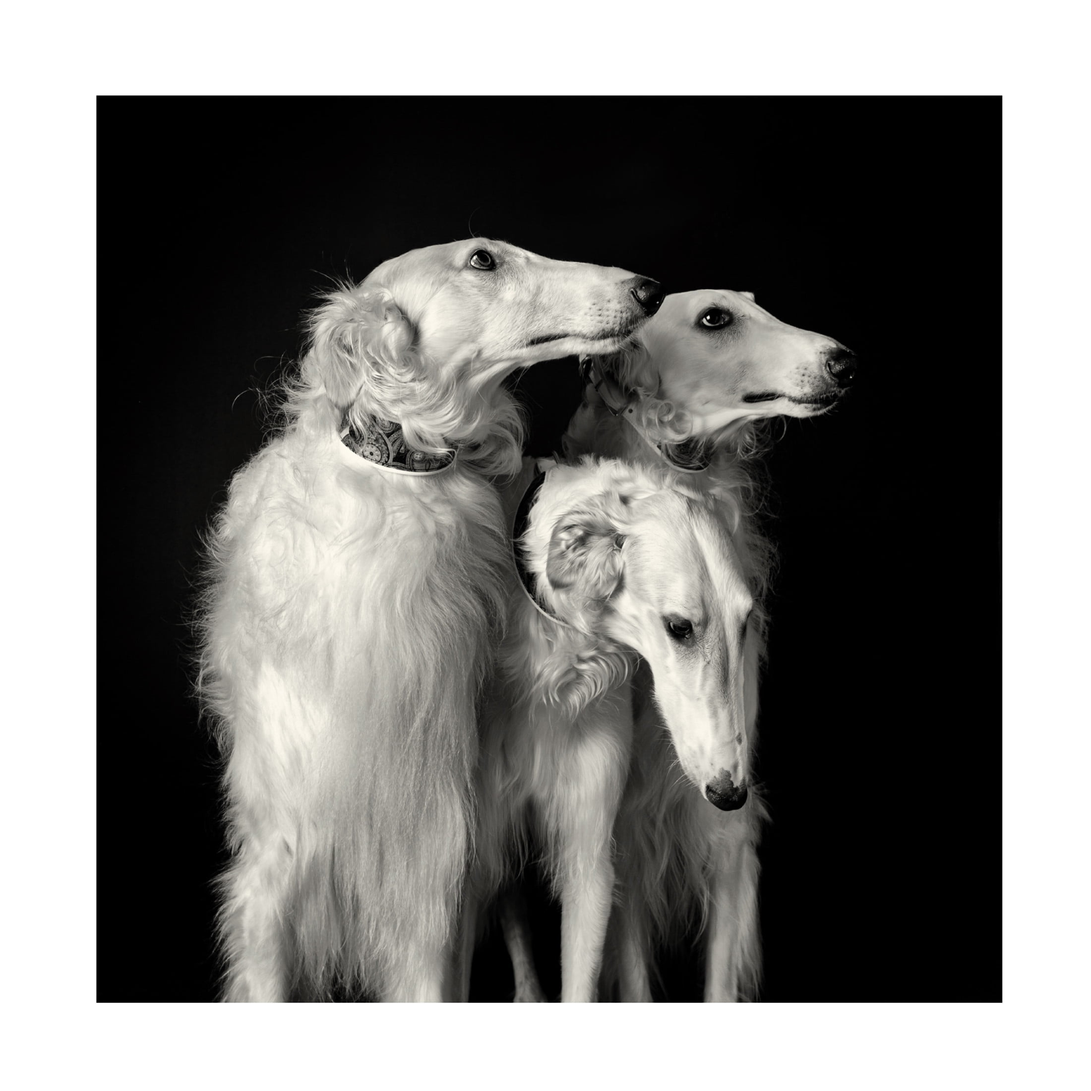 Trademark Fine Art Mieke Engelbos  3 of a kind Canvas Wall Art