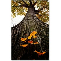 Trademark Fine Art "Mighty Maple and Sapling" Canvas Art by Kurt Shaffer
