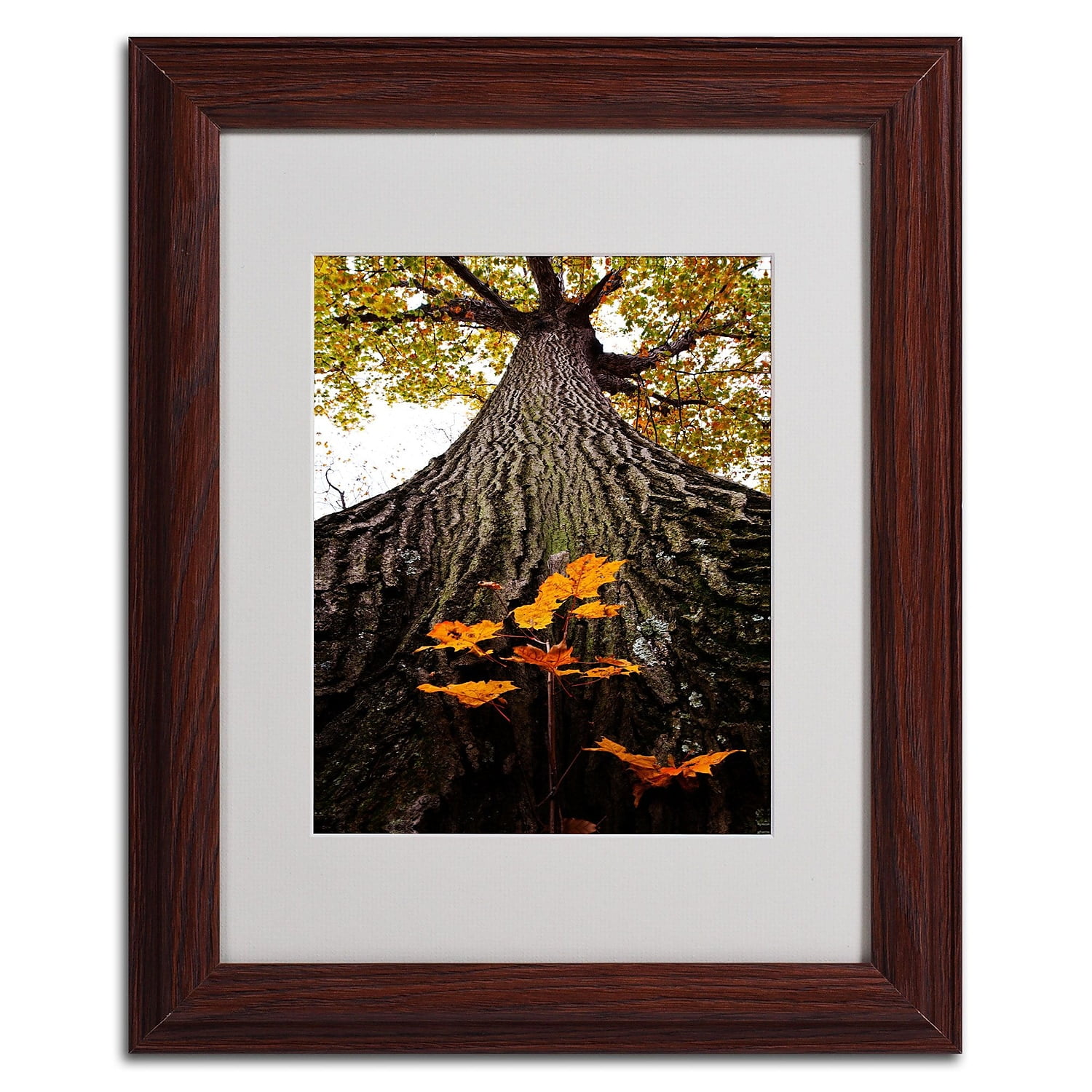 Trademark Fine Art "Mighty Maple and Sapling" by Kurt Shaffer, Wood Frame