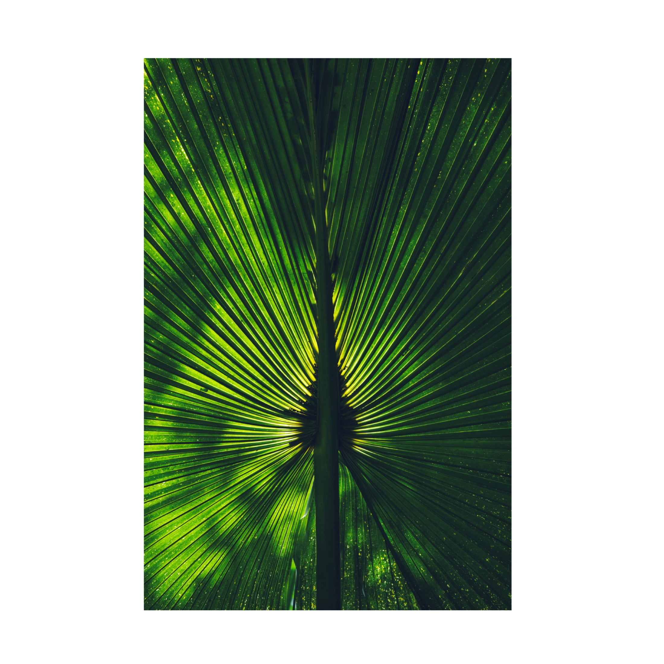 Trademark Fine Art Miguel Alcantara Background Lighted Palm Tree Leaf Canvas Wall Art