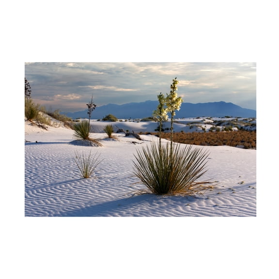 Trademark Fine Art Mike Jones Photo White Sands Nm Yucca 7707 Canvas Wall Art - 22x32