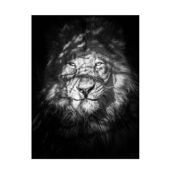 Trademark Fine Art Mike Taylor Being Watched Canvas Wall Art