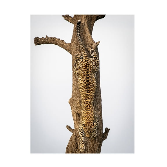 Trademark Fine Art Mike Taylor Camouflage Canvas Wall Art