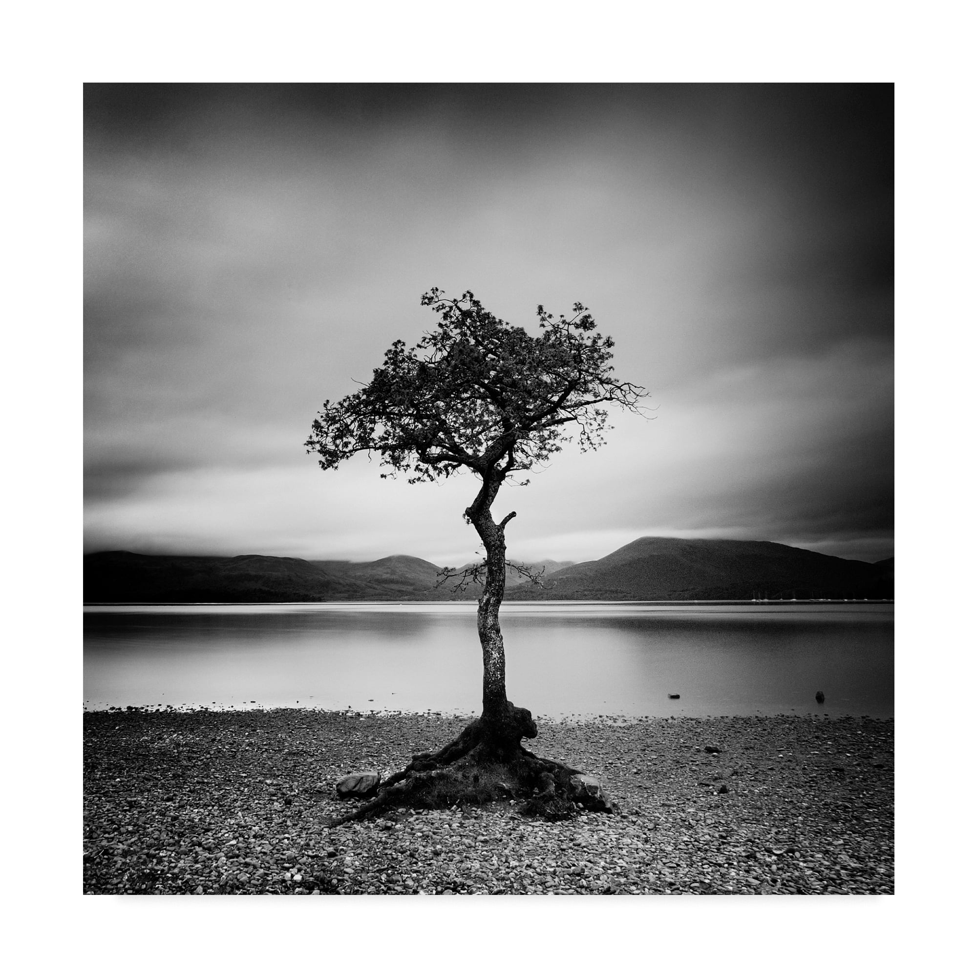 Trademark Fine Art 'Millarrochy Tree' Canvas Art by Nina Papiorek
