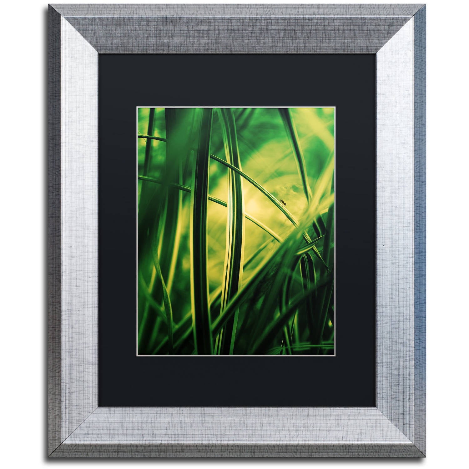 Trademark Fine Art "Miniature" Canvas Art by Philippe Sainte-Laudy Black Matte, Silver Frame