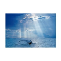 Trademark Fine Art Mircea Costina Whale and sun rays Canvas Wall Art