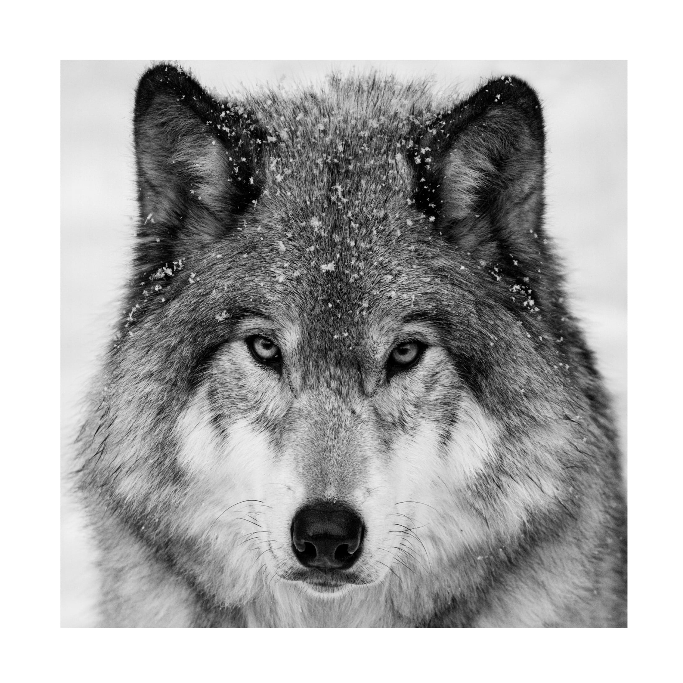 Trademark Fine Art Mircea Costina Wolf Portrait Canvas Wall Art