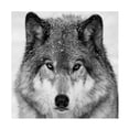thumbnail image 1 of Trademark Fine Art Mircea Costina Wolf Portrait Canvas Wall Art, 1 of 4