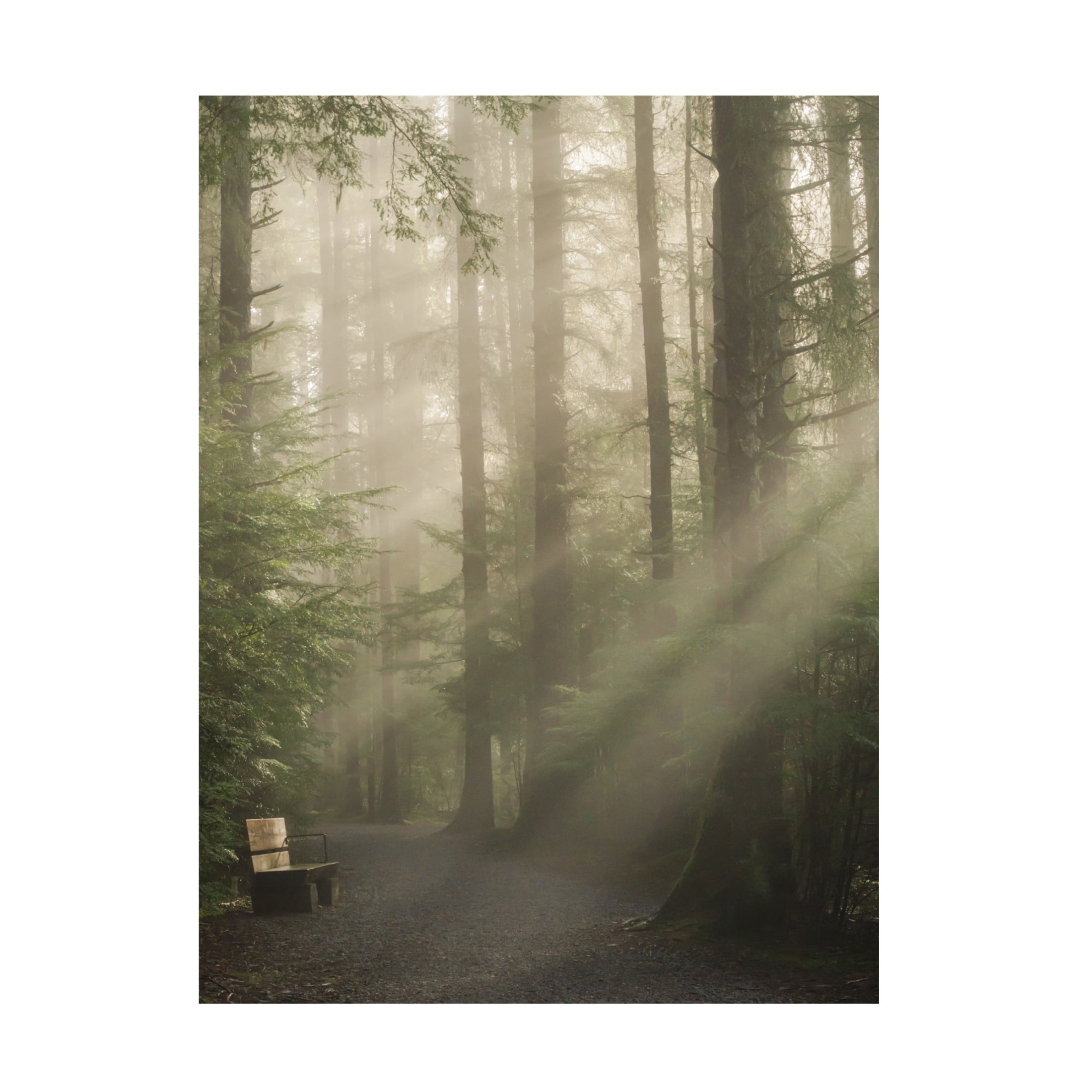 Trademark Fine Art Misaki Saito KomorebiaAeUae&Frac14;AAeY Canvas Wall Art