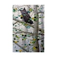 thumbnail image 1 of Trademark Fine Art 'Misty Aspen' Canvas Art by Jeff Tift, 1 of 3