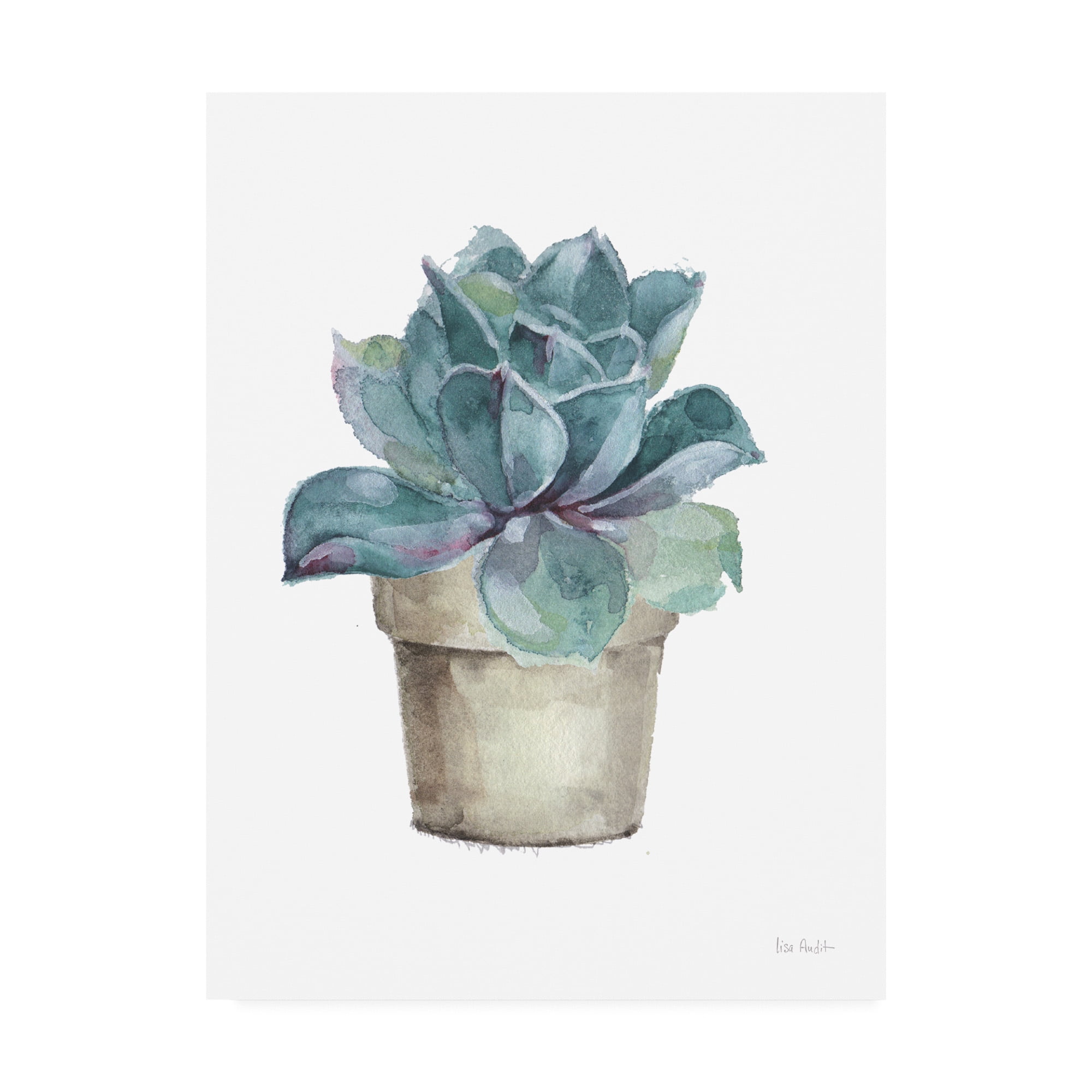 Trademark Fine Art 'Mixed Greens Succulent IV' Canvas Art by Lisa Audit
