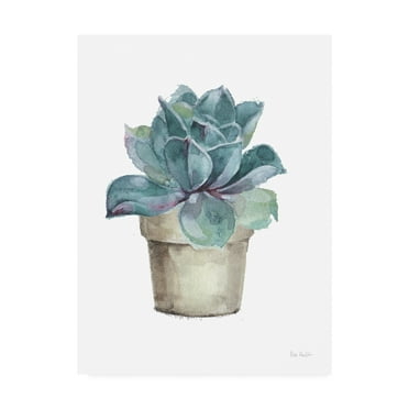 Trademark Fine Art 'Mixed Greens Succulent IV' Canvas Art by Lisa Audit