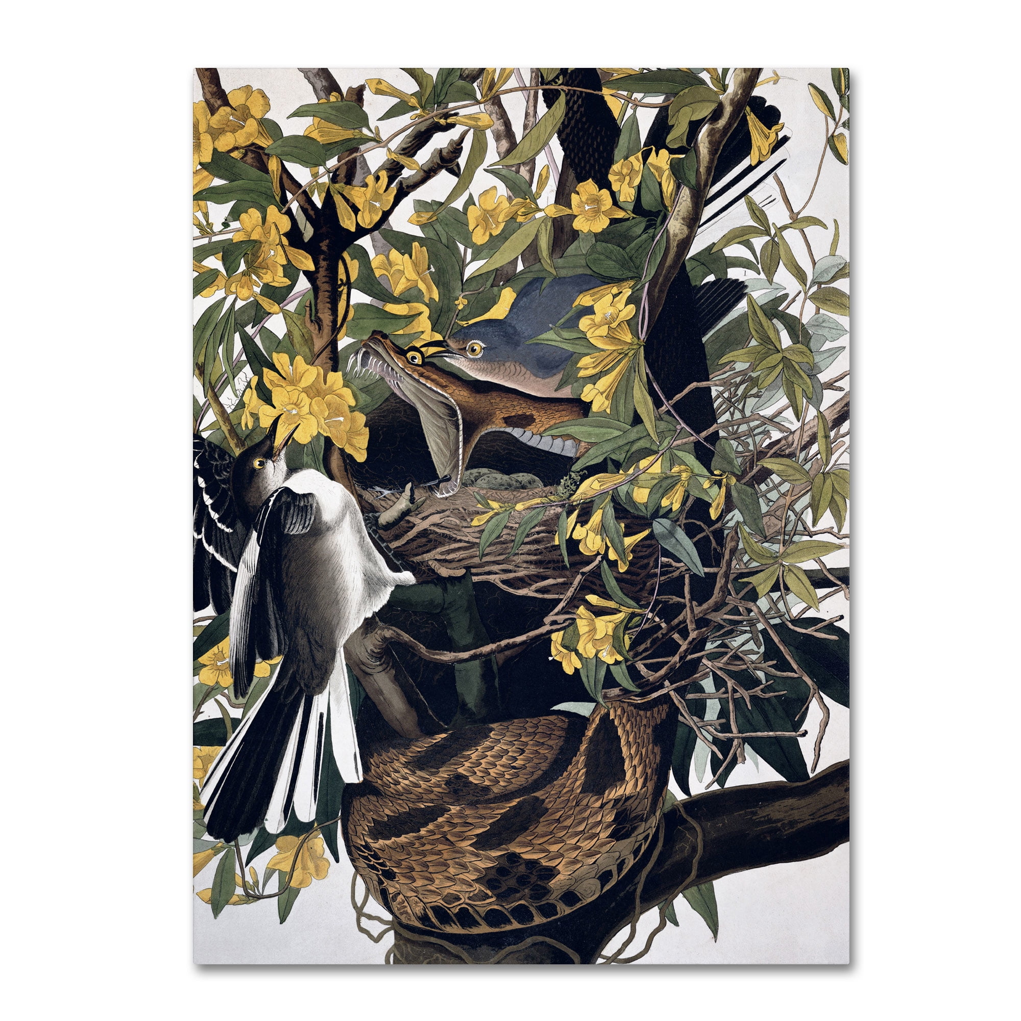 Trademark Fine Art "Mocking Birds and Snake" Canvas Art by John James Audubon
