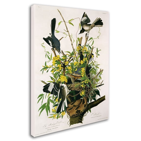 Trademark Fine Art John James Audubon Mocking Birds and Snake II Canvas Wall Art - 18x24