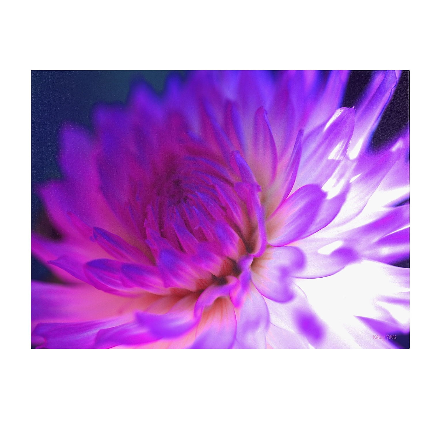 Trademark Fine Art 'Mod Dahlia' Canvas Art by Kathy Yates