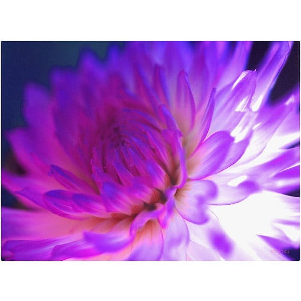 Vibrant Purple and White Dahlia Canvas Art, 14x19 Inches