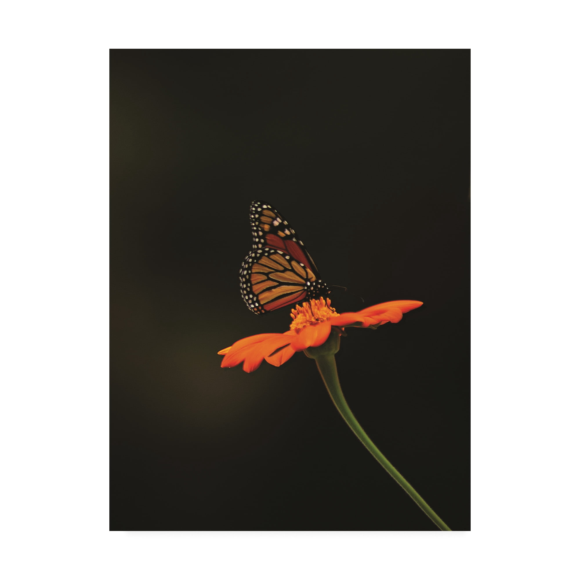 Trademark Fine Art 'Monarch on Orange' Canvas Art by Kurt Shaffer Photographs