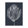 thumbnail image 1 of Trademark Fine Art 'Monochrome Tulip I' Canvas Art by Jennifer Goldberger, 1 of 4