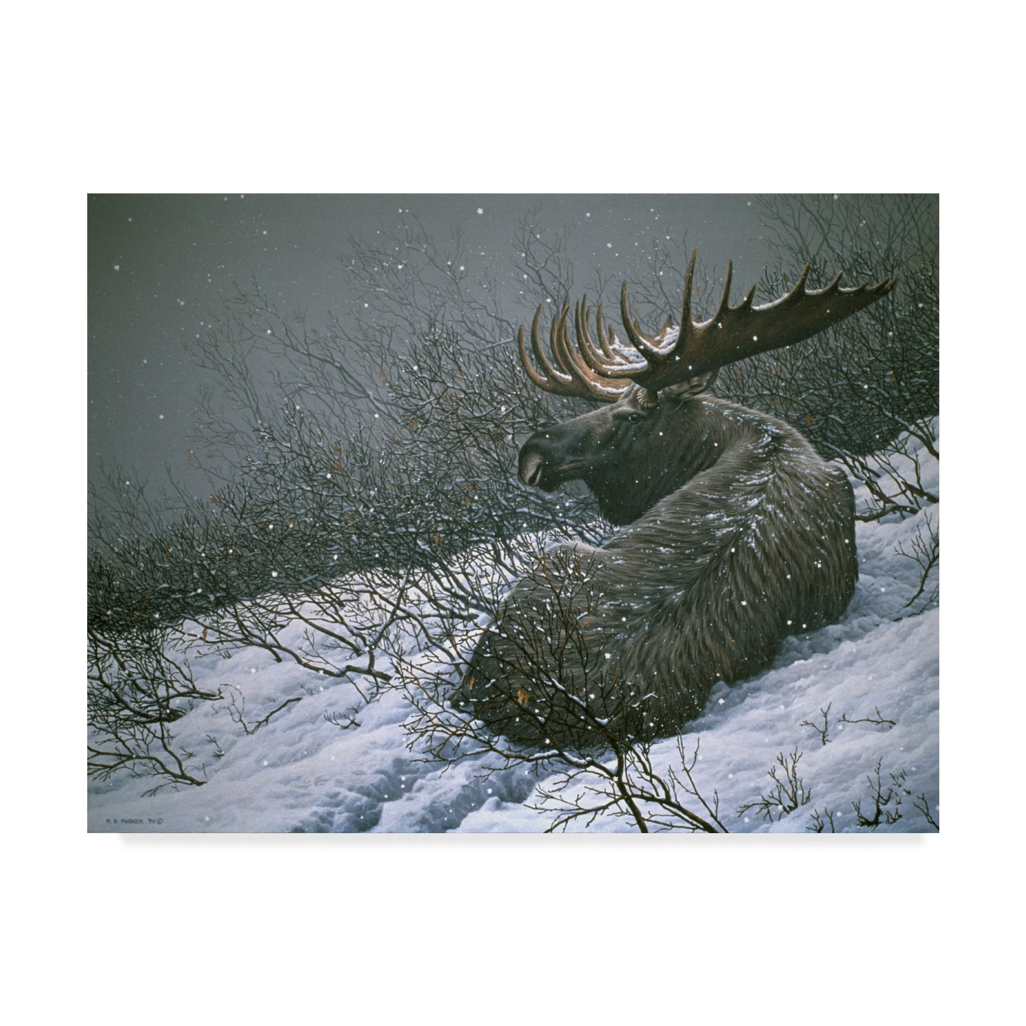 Trademark Fine Art 'Moose In The Brush' Canvas Art by Ron Parker