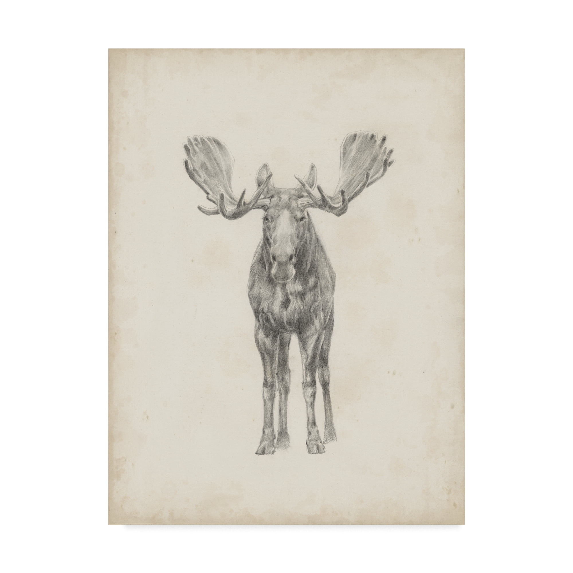 Trademark Fine Art 'Moose Study Illustration' Canvas Art by Ethan Harper