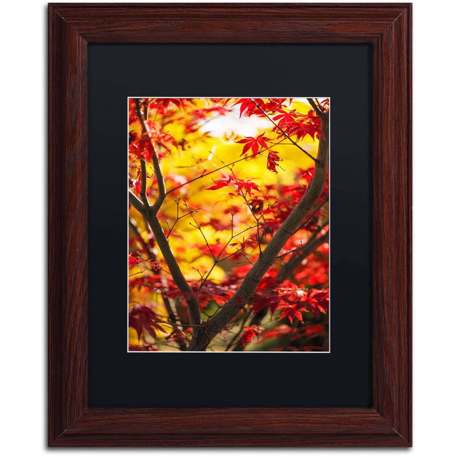 Trademark Fine Art "Morning Jive" Canvas Art by Philippe Sainte-Laudy Black Matte, Wood Frame