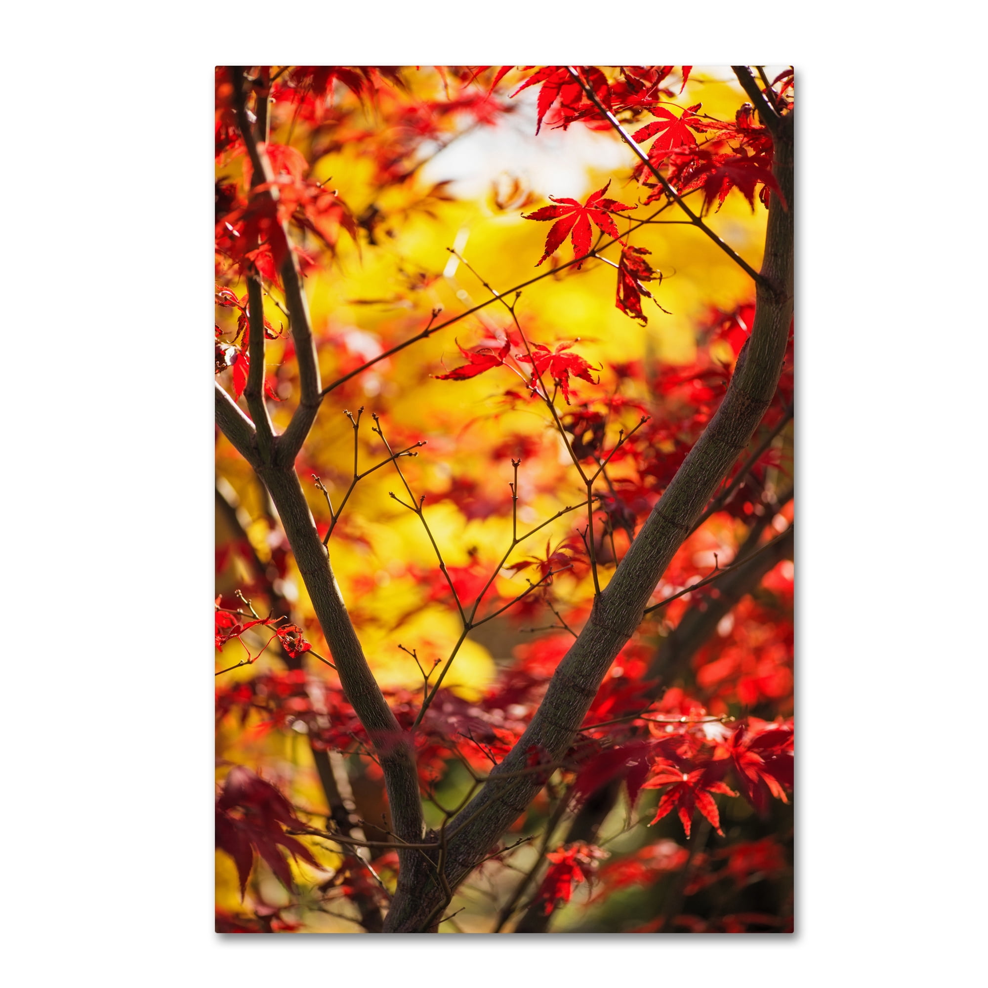 Trademark Fine Art "Morning Jive" Canvas Art by Philippe Sainte-Laudy